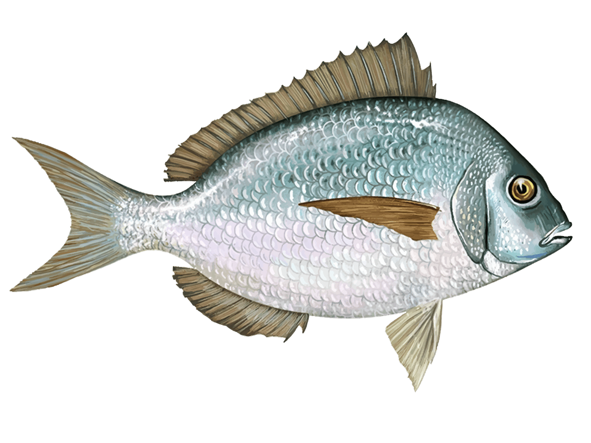 Scup